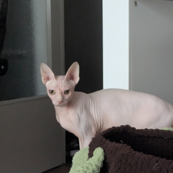 Photo de ZIGGY