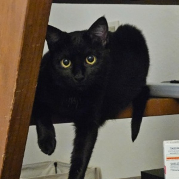 Eris