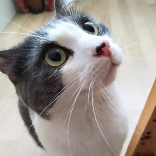 Photo de MILO