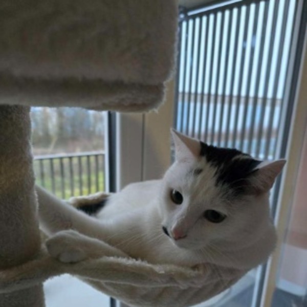 Photo de Cookie