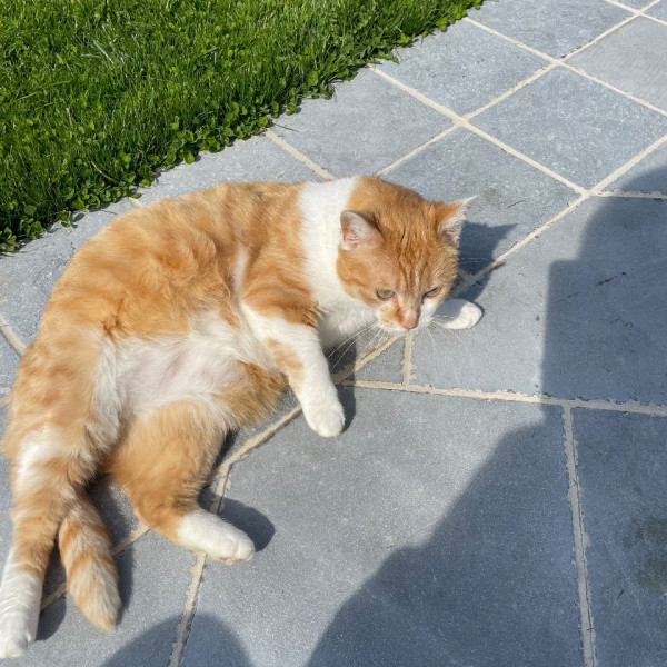 Simba