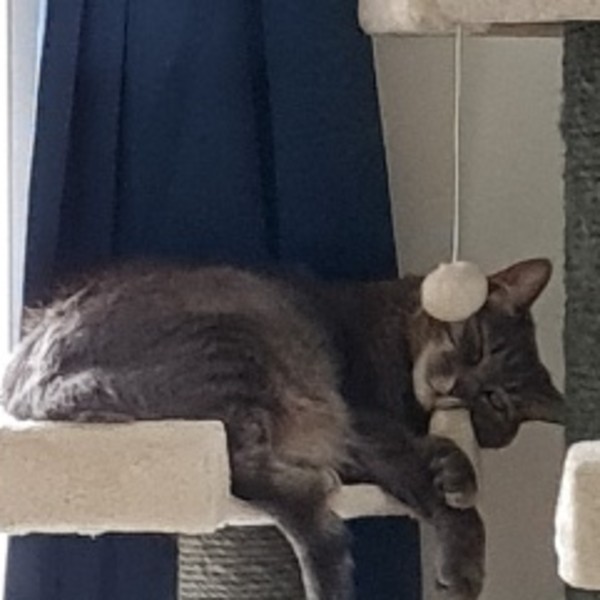 Titissa