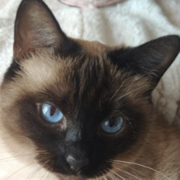 Sweety