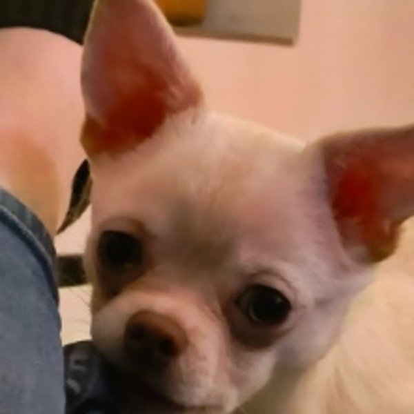 Pepito