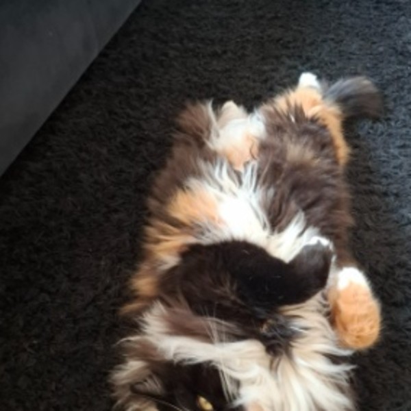 Photo de Poppy
