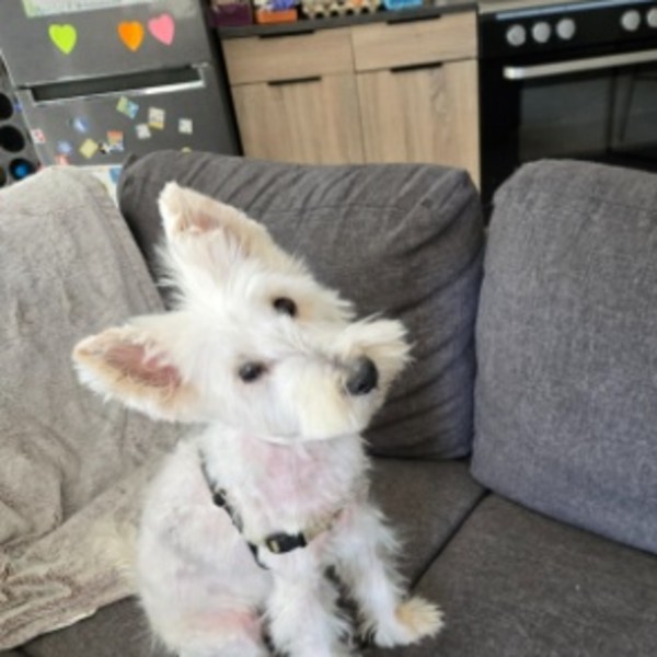 Photo de Lucky
