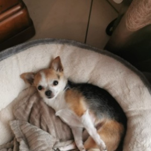 Roxy