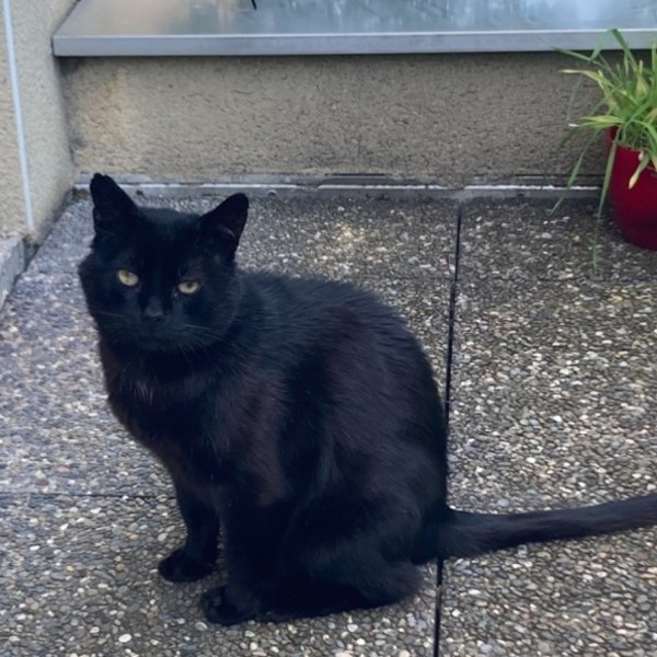 Photo de Chatchat