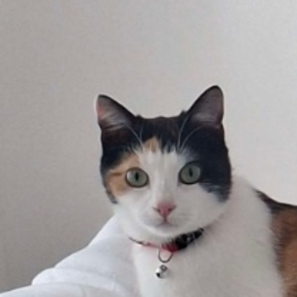 Shimi