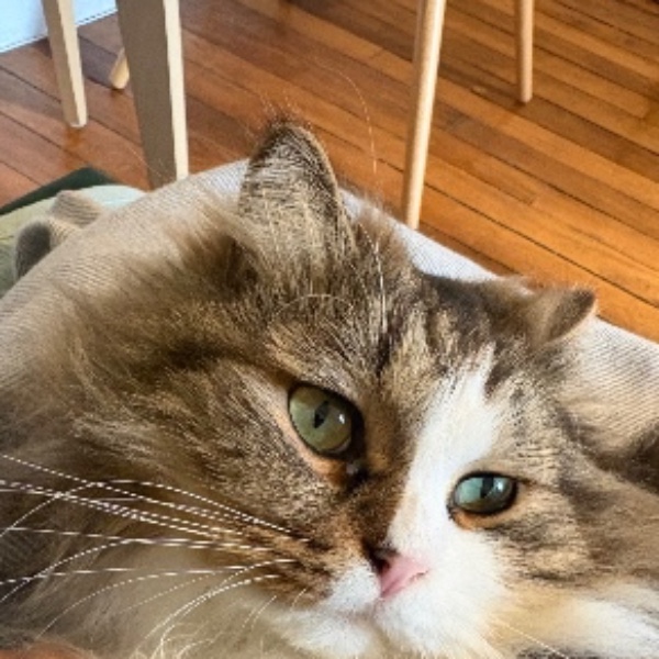 Taïga
