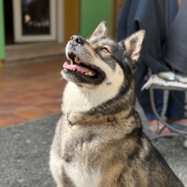 Photo de Suki