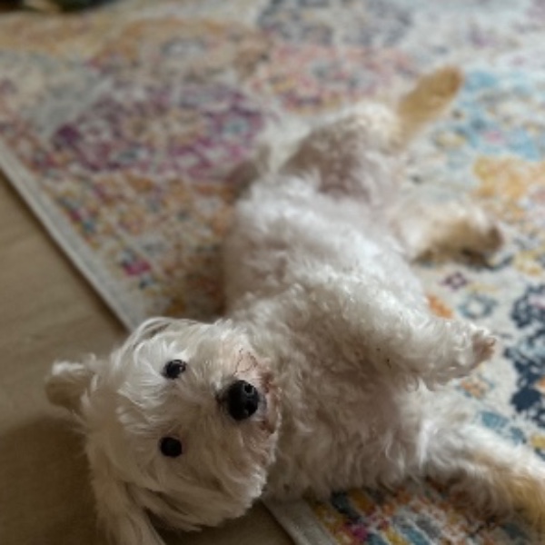 Photo de Nougat