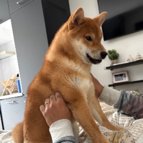 Photo de Haru