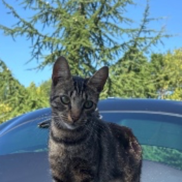 Photo de Yoda