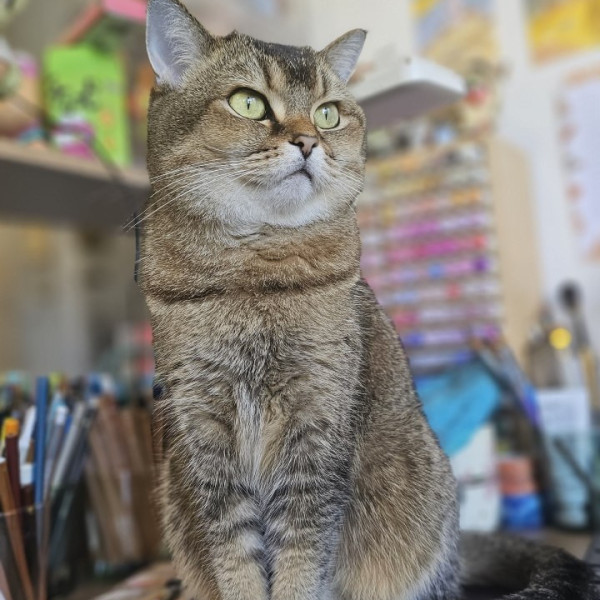 Photo de Miso