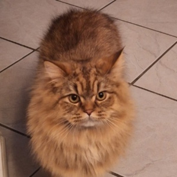 Willow