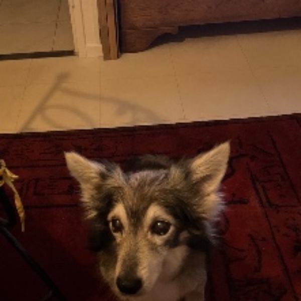 Photo de Papillon