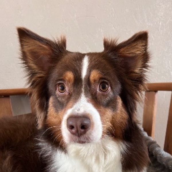 Tixie