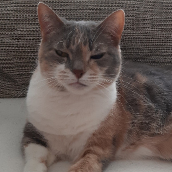 Photo de Toupie