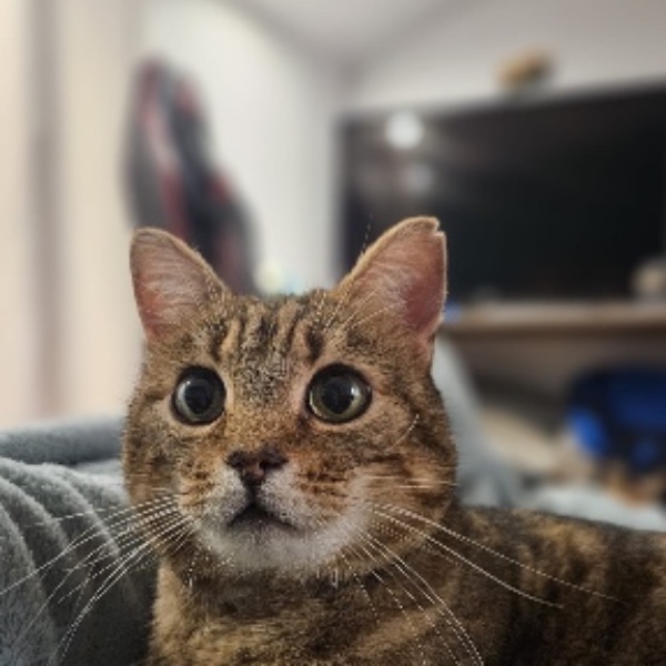 Iko