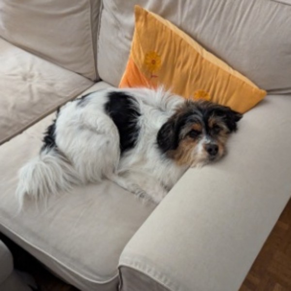 Coton