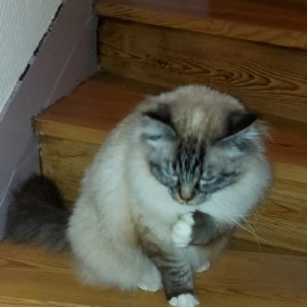 Photo de Snow