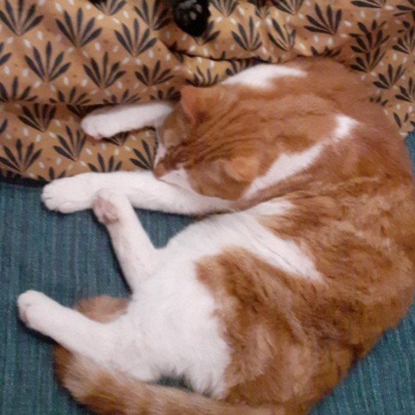 Milo