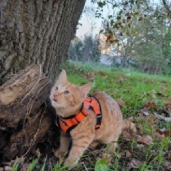 Photo de Zola