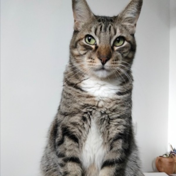 Photo de Odyssey