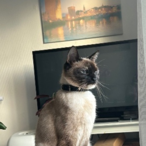 Misa
