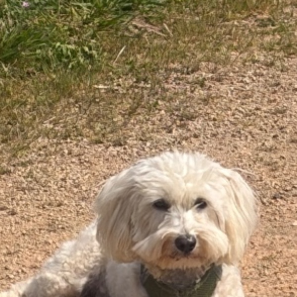 Mirabelle