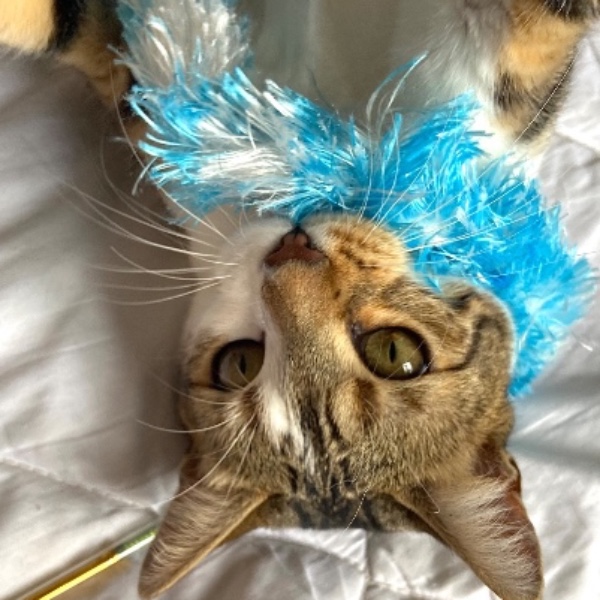 Photo de RAJAH