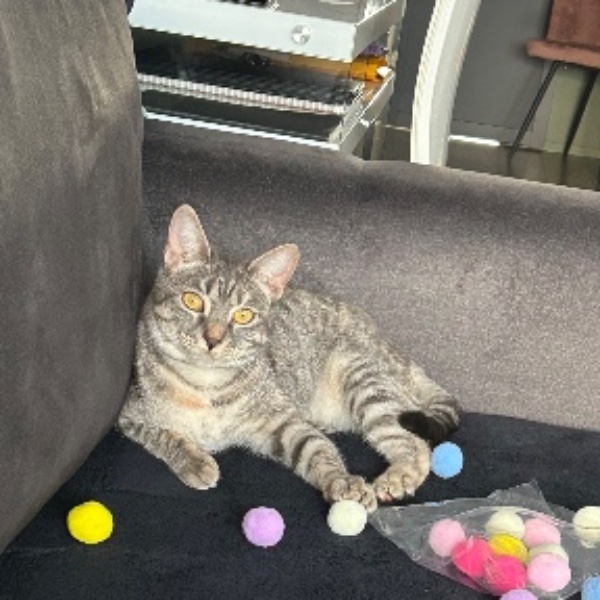 Lili