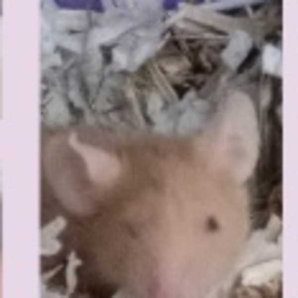 Oscar