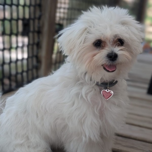 Photo de bonnie