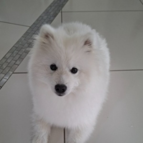 Photo de Rocky