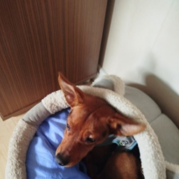 Scooby