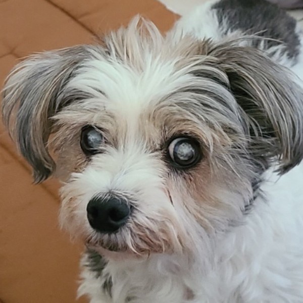 Tootsie