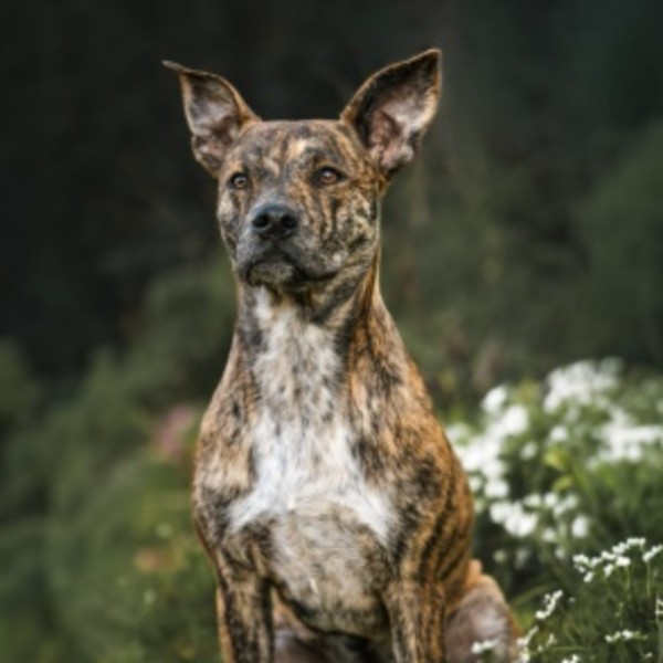 Arya