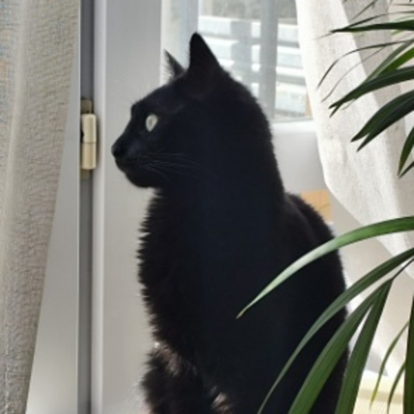 Aiko