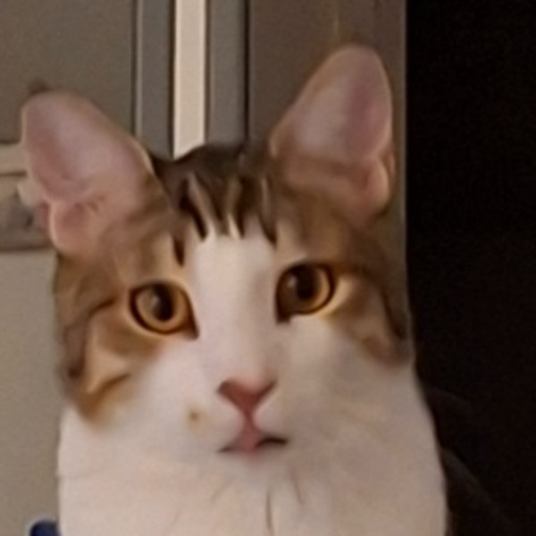 Photo de Calypso