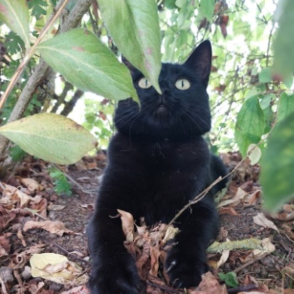 Coton