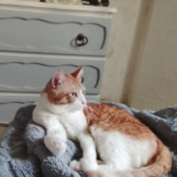 Photo de Mimi chat