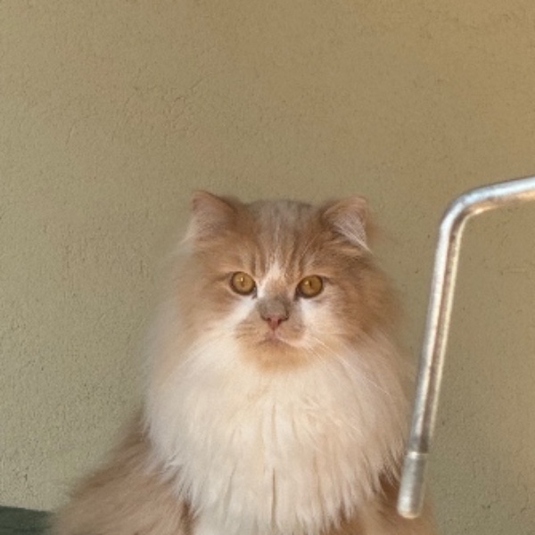 Photo de Mocha
