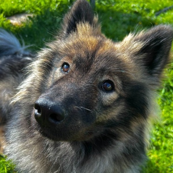Alma