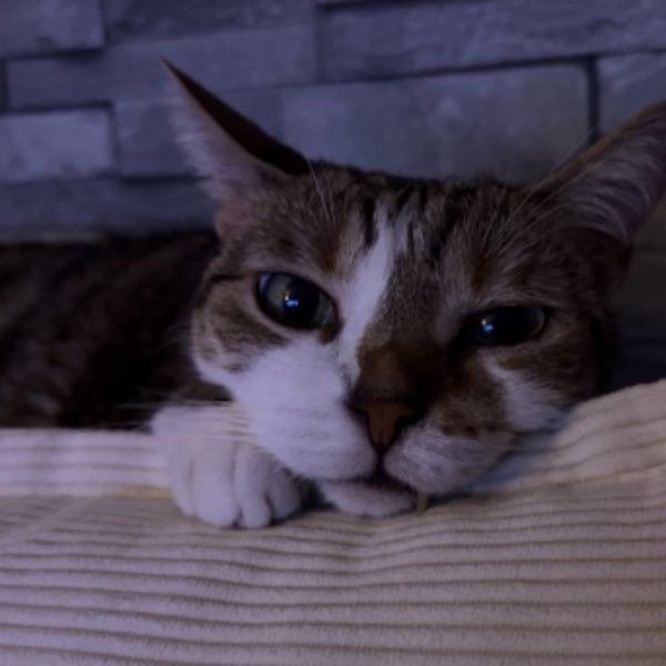 Plumette