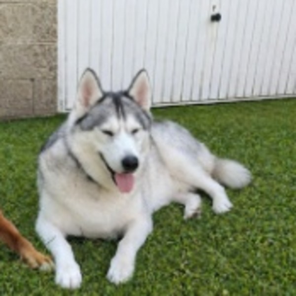 Photo de Blue