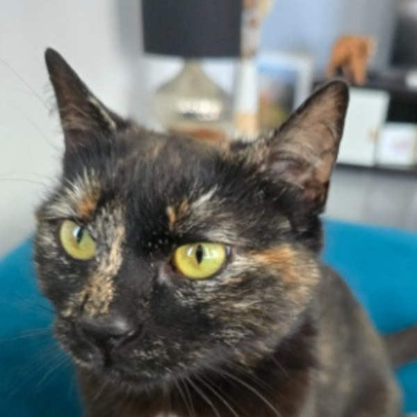 Nala