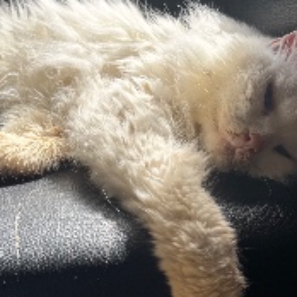 Photo de Snorri