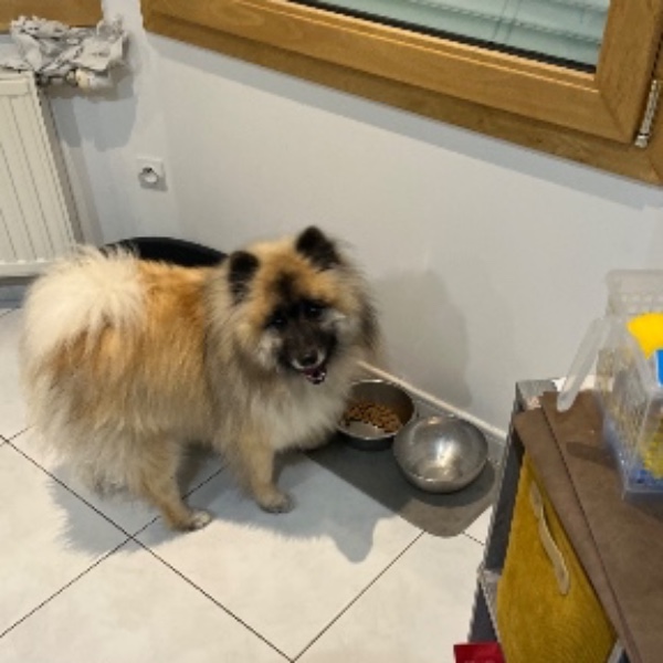 Valko
